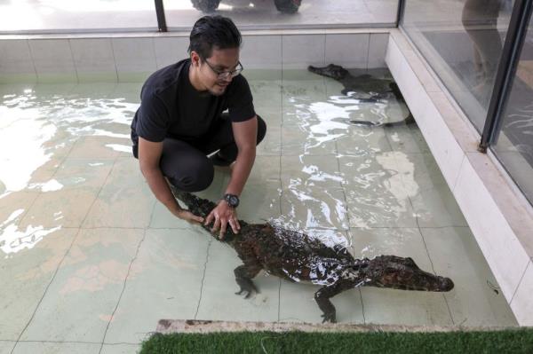 Kajang family rearing six crocodiles bought from Perhilitan in backyard